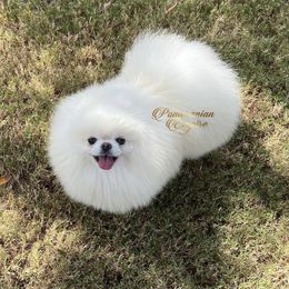 Marsel - Pomeranian
