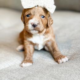 Paisley - Red  female Goldendoodle puppy in Sallisaw, Oklahoma from Huddle Puppies
