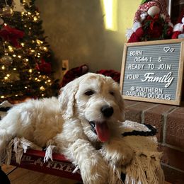 Goldendoodle Puppies from Southern Darling Doodles