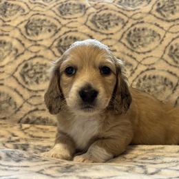 Dachshund Puppies from MK Minidox