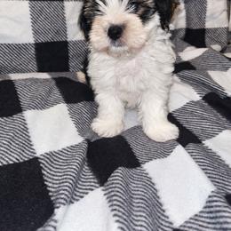 Parti Bear 1800 - Parti male Yorkipoo puppy in Gastonia, North Carolina from Banks Dynasty Kennel