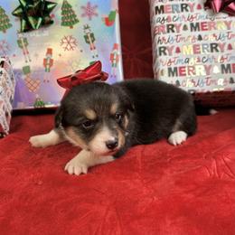 Holly - Black and tan female American Corgi puppy in Waskom, Texas from Piney Woods Corgis
