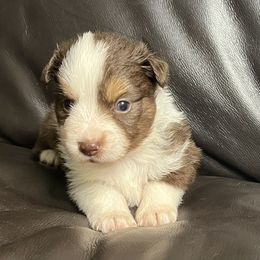 Anne's Red Tri Female 2 - Red tri female Miniature Australian Shepherd puppy in Taunton, Massachusetts from Checkered Flag Champions Mini Aussies
