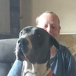 Remi - Great Dane