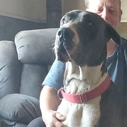 Remi - Great Dane
