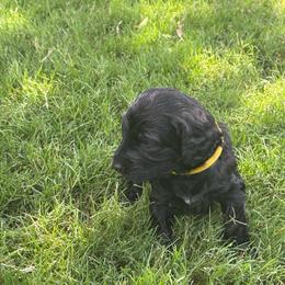 MT Nest's Wild Bill Hickok - Black male Goldendoodle puppy in Clyde, Texas from MTNest Doodles