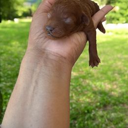 Lucy - Red  Poodle puppy in Okc, Oklahoma from Diva’s Designer Dogs