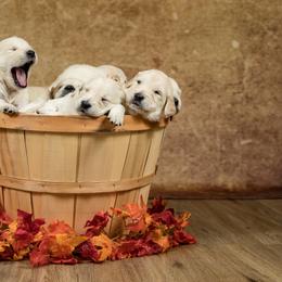 "Pete Mecozzi Photography session 11-25-2020" Golden Retriever Puppies from Golden Borealis