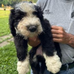 Yellow - Black and white female Sheepadoodle puppy in Eleva, Wisconsin from Molly’s Doodles
