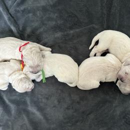 Boy 1 - Light golden male Golden Retriever puppy in Modesto, California from Rooster Valley Golden Retrievers