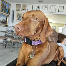 Daphne - Vizsla