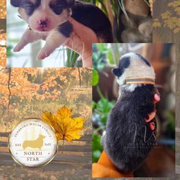 Maple - Black and tan female Pembroke Welsh Corgi puppy in Fortine, Montana from North Star Pembroke Welsh Corgi's