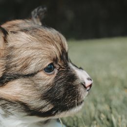 American Corgi and Pembroke Welsh Corgi Puppies from Witch Creek Corgis