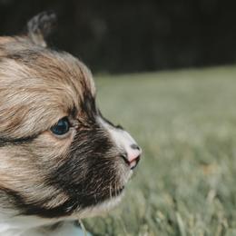 American Corgi and Pembroke Welsh Corgi Puppies from Witch Creek Corgis