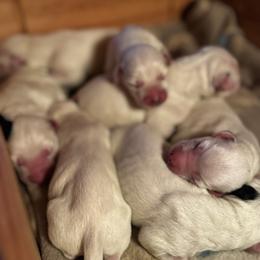 Female Picking Spot 2 - White and black female Dalmatian puppy in Hawkins, Texas from Snow Dalmatians
