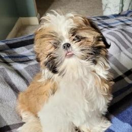 Shih Tzus from Floofah la Woofah