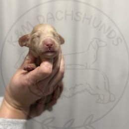 Girl 3 - Cream female Dachshund puppy in Rockton, Illinois from K&M Dachshunds