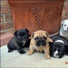 French Bulldog Puppies from Fancibul French Bulldogs