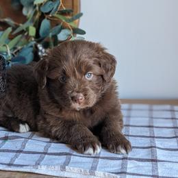 Yellow collar - Fawn female Companion Cross puppy in Tom's Brook, Virginia from rising sun duck tollers