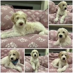 Goldendoodle Puppies from Hani's family