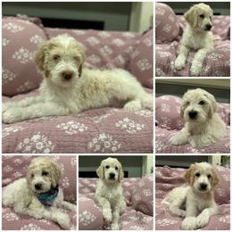 Goldendoodle Puppies from Hani's family