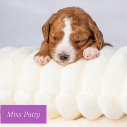 Miss Patty - Red female Cavapoo puppy in Eagle Mtn, Utah from North Ranch Doodles