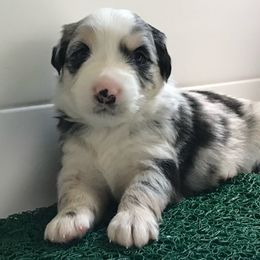Miniature Australian Shepherd Puppies from Blue Skye's Miniature Australian Shepherds