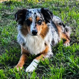 Pearl - Miniature Australian Shepherd