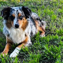 Pearl - Miniature Australian Shepherd