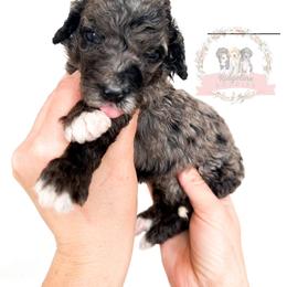 Female Pick Number 4 - Blue merle female Aussiedoodle puppy in Corydon, Indiana from Ridgeline Doodles