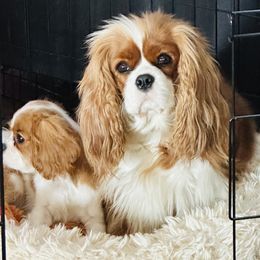 Cavalier King Charles Spaniel Puppies from Solheimar