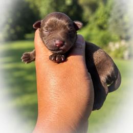 Hershey - Liver female Miniature Schnauzer puppy in Dorr, Michigan from Enchanted Paws