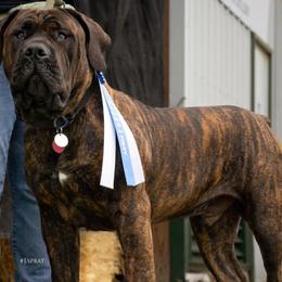 Henry - Boerboel