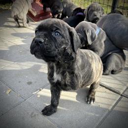 Syrax - Chestnut brindle female Cane Corso puppy in Altoona, Alabama from Snead’s Cane Corso Kennel