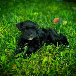Miniature Schnauzer Puppies from Enchanted Paws