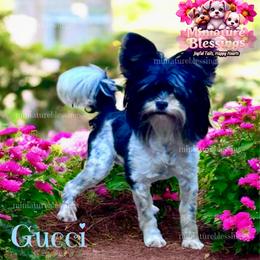 Gucci - Biewer Terrier