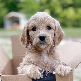 Goldendoodles from Pack Street Pups