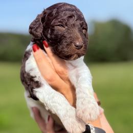 River (Blue Collar Male) - Parti male Poodle puppy in Jasper, Georgia from Harrington Doodles & Poodles