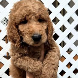 Green Collar - Red  female Goldendoodle puppy in El Paso, Texas from Texas Goldendoodles