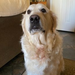 Golden Retrievers from Harmony Nights Goldens