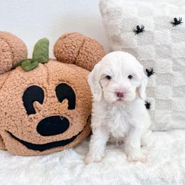 Donald - Chalk male Australian Labradoodle puppy in Palmdale, California from Pixie Doodle Paws