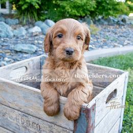 Pink - Apricot female Goldendoodle puppy in Yuba City, California from BV Labs & Doodles