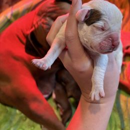 Female 1 - White female Boxer puppy in Charleston, Arkansas from Guardian Kennels