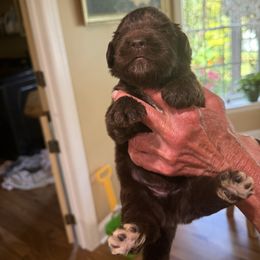 Boy 2 - Brown male Newfoundland puppy in Ellendale Forge, Pennsylvania from Opening Heavens Doors Newfoundlands