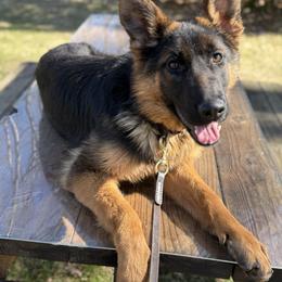 German Shepherd Puppies from Golden Ridge
