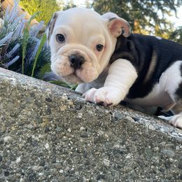 Boy1 - Black tri-color male Bulldog puppy in Marysville, Washington from English Bulldogs WA