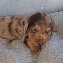 Lynch - Dapple male Dachshund puppy in Strafford, Missouri from LL Weens