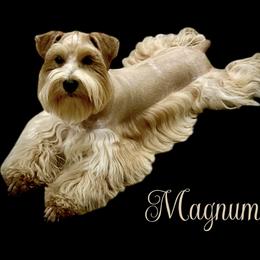 Magnum - Miniature Schnauzer