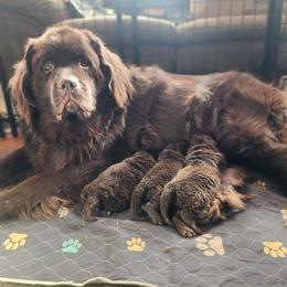 Newfoundland puppies from Blitz E & E Newfoundlands