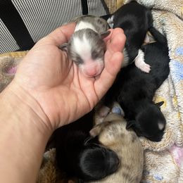 Koda - Blue merle male Toy Australian Shepherd puppy in Georgetown, Texas from Minikin Manor